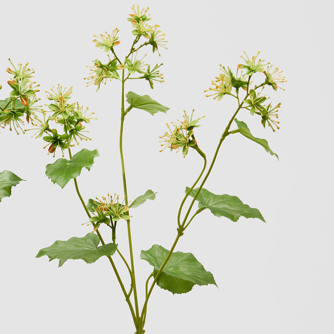 Dettaglio della variante di alchemilla colore verde salvia