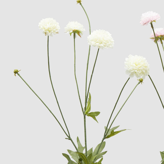 Dettaglio dei fiori nella variante bianca