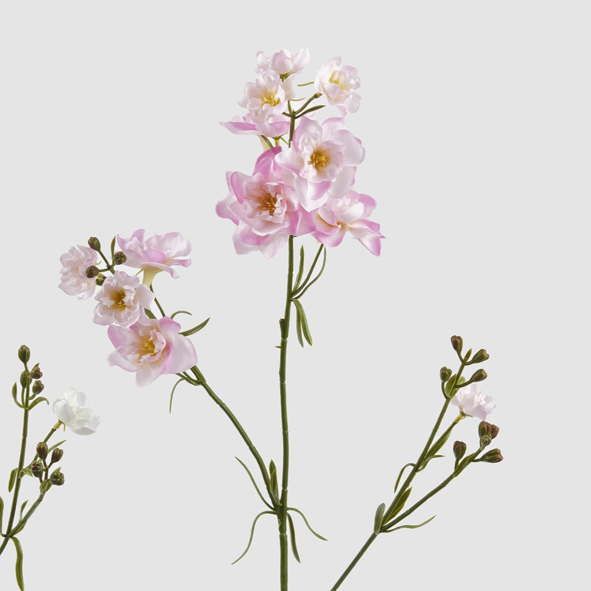 Dettaglio dei fiori di speronella nella variante colore rosa