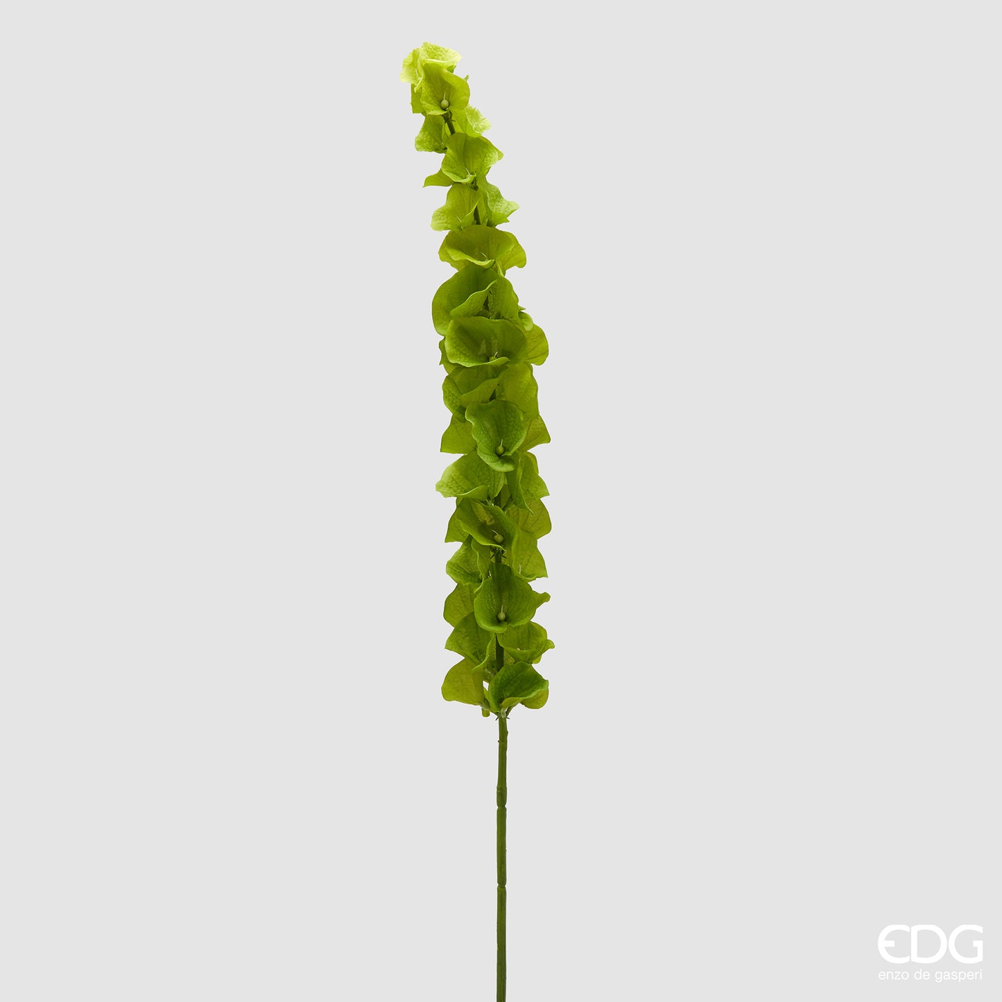 Ramo artificiale di molucella EDG Enzo de Gasperi con foglie variegate verde scuro. Fogliame realistico dal design slanciato, ideale per composizioni floreali e vasi d'arredo.