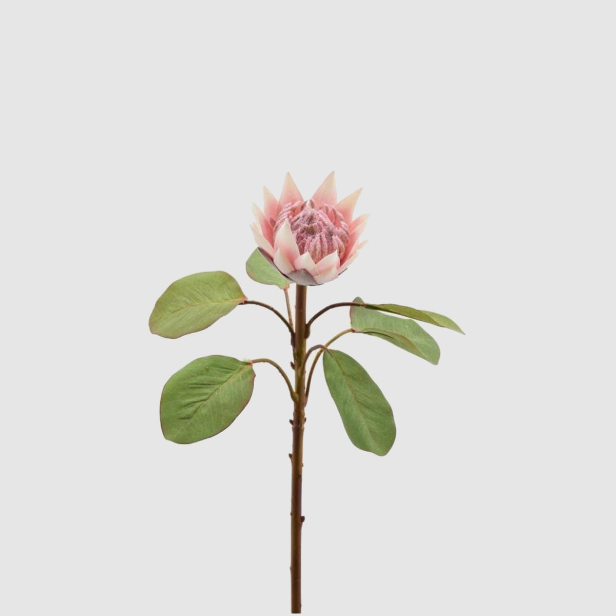 Ramo di protea sintetica edg con fiore dai petali giallo-verdi e bordi rosati e cuore piumoso rosa, su stelo con foglie verdi ovali. Elemento decorativo botanico per vaso, ideale per l’home décor e come idea regalo.