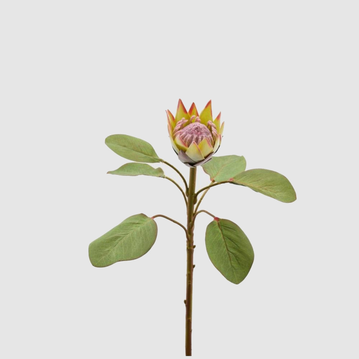 Ramo di protea sintetica edg con fiore dai petali giallo-verdi e bordi rosati e cuore piumoso rosa, su stelo con foglie verdi ovali. Elemento decorativo botanico per vaso, ideale per l’home décor e come idea regalo.