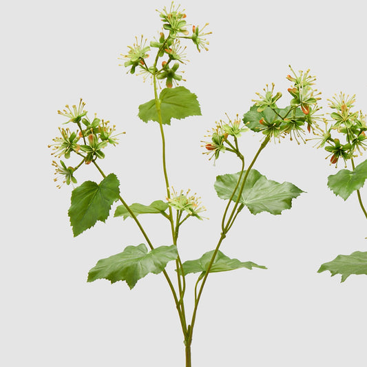 Dettaglio della variante di alchemilla colore verde