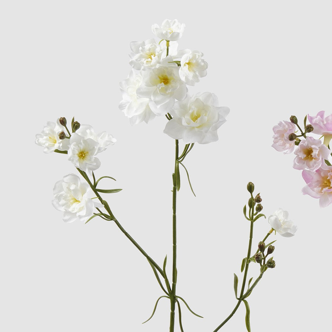 Dettaglio dei fiori di speronella nella variante colore bianca