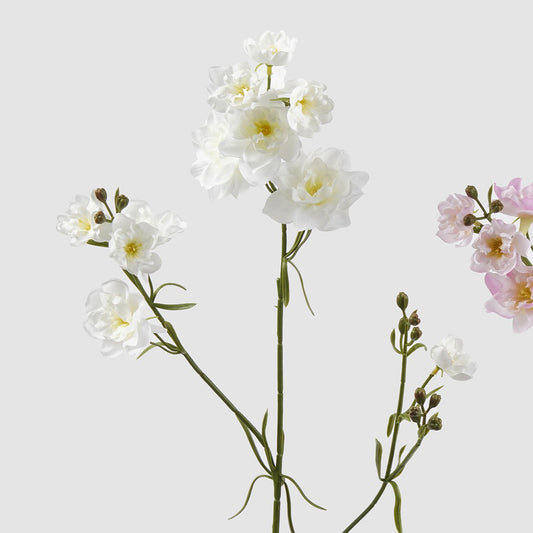 Dettaglio dei fiori di speronella nella variante colore bianca