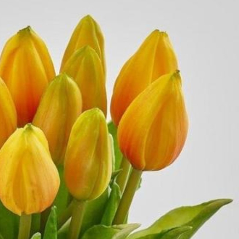 Primo piano di tulipani giallo-arancio intenso in silicone con boccioli chiusi e foglie verdi vivaci.