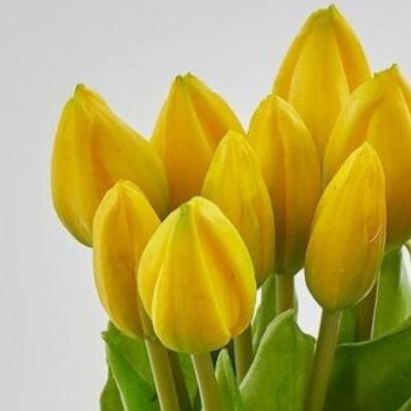 Primo piano di tulipani giallo intenso in silicone con boccioli chiusi e foglie verdi vivaci.